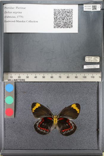 Media type: image;   Entomology 139948